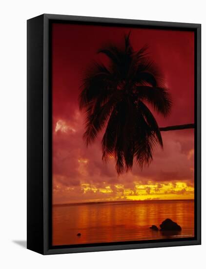 Silhouette of Overhanging Palm Tree, Colourful Sunset, Aitutaki, Cook Islands, Polynesia-D H Webster-Framed Stretched Canvas