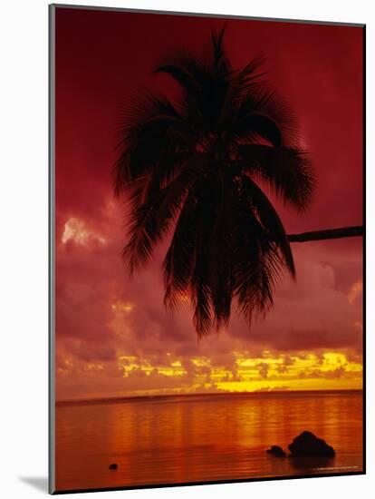 Silhouette of Overhanging Palm Tree, Colourful Sunset, Aitutaki, Cook Islands, Polynesia-D H Webster-Mounted Photographic Print