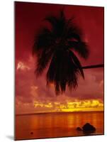 Silhouette of Overhanging Palm Tree, Colourful Sunset, Aitutaki, Cook Islands, Polynesia-D H Webster-Mounted Photographic Print