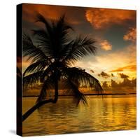 Silhouette of Palm Tree at Sunset-Philippe Hugonnard-Stretched Canvas