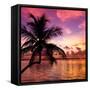 Silhouette of Palm Tree at Sunset-Philippe Hugonnard-Framed Stretched Canvas