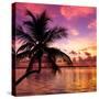 Silhouette of Palm Tree at Sunset-Philippe Hugonnard-Stretched Canvas