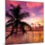 Silhouette of Palm Tree at Sunset-Philippe Hugonnard-Mounted Photographic Print