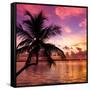 Silhouette of Palm Tree at Sunset-Philippe Hugonnard-Framed Stretched Canvas