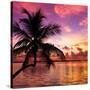 Silhouette of Palm Tree at Sunset-Philippe Hugonnard-Stretched Canvas