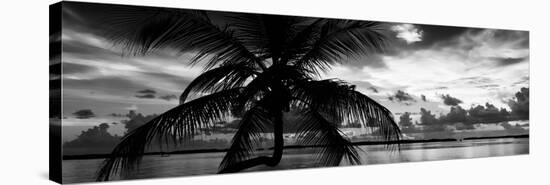 Silhouette of Palm Tree at Sunset-Philippe Hugonnard-Stretched Canvas