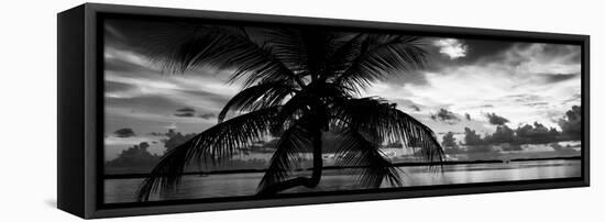 Silhouette of Palm Tree at Sunset-Philippe Hugonnard-Framed Stretched Canvas