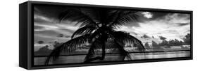 Silhouette of Palm Tree at Sunset-Philippe Hugonnard-Framed Stretched Canvas