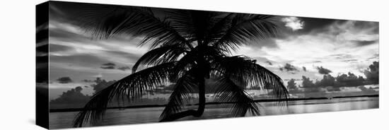 Silhouette of Palm Tree at Sunset-Philippe Hugonnard-Stretched Canvas