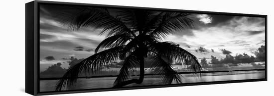 Silhouette of Palm Tree at Sunset-Philippe Hugonnard-Framed Stretched Canvas