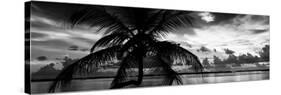 Silhouette of Palm Tree at Sunset-Philippe Hugonnard-Stretched Canvas