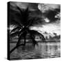 Silhouette of Palm Tree at Sunset-Philippe Hugonnard-Stretched Canvas