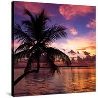 Silhouette of Palm Tree at Sunset-Philippe Hugonnard-Stretched Canvas