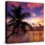 Silhouette of Palm Tree at Sunset-Philippe Hugonnard-Stretched Canvas