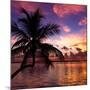 Silhouette of Palm Tree at Sunset-Philippe Hugonnard-Mounted Photographic Print