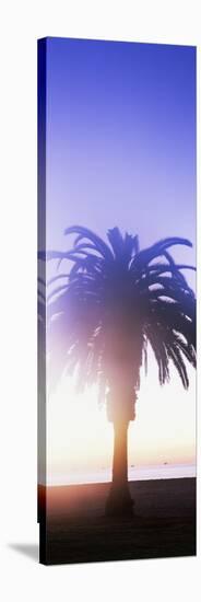 Silhouette of palm tree on beach during fog at sunset, Santa Barbara, California, USA-null-Stretched Canvas