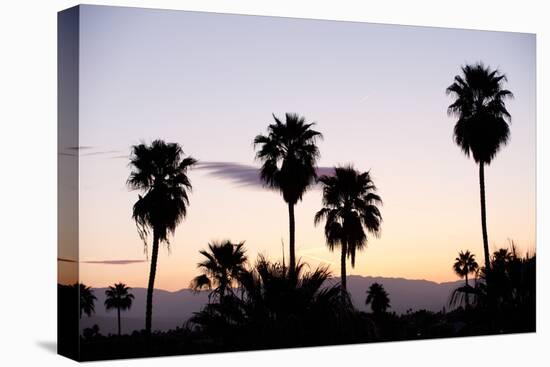 Silhouette of Palm Trees at Dusk, Palm Springs, Riverside County, California, USA-null-Stretched Canvas