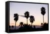 Silhouette of Palm Trees at Dusk, Palm Springs, Riverside County, California, USA-null-Framed Stretched Canvas