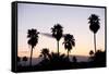 Silhouette of Palm Trees at Dusk, Palm Springs, Riverside County, California, USA-null-Framed Stretched Canvas