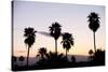 Silhouette of Palm Trees at Dusk, Palm Springs, Riverside County, California, USA-null-Stretched Canvas