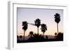 Silhouette of Palm Trees at Dusk, Palm Springs, Riverside County, California, USA-null-Framed Photographic Print