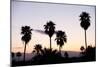 Silhouette of Palm Trees at Dusk, Palm Springs, Riverside County, California, USA-null-Mounted Photographic Print