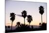 Silhouette of Palm Trees at Dusk, Palm Springs, Riverside County, California, USA-null-Mounted Photographic Print