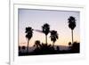 Silhouette of Palm Trees at Dusk, Palm Springs, Riverside County, California, USA-null-Framed Photographic Print