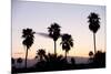 Silhouette of Palm Trees at Dusk, Palm Springs, Riverside County, California, USA-null-Mounted Photographic Print