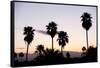 Silhouette of Palm Trees at Dusk, Palm Springs, Riverside County, California, USA-null-Framed Stretched Canvas