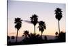 Silhouette of Palm Trees at Dusk, Palm Springs, Riverside County, California, USA-null-Stretched Canvas