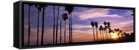 Silhouette of Palm Trees at Sunset, Santa Barbara, California, USA-null-Framed Stretched Canvas