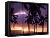 Silhouette of Palm Trees, Hawaii-Mitch Diamond-Framed Stretched Canvas