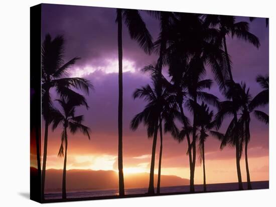 Silhouette of Palm Trees, Hawaii-Mitch Diamond-Stretched Canvas