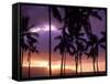 Silhouette of Palm Trees, Hawaii-Mitch Diamond-Framed Stretched Canvas