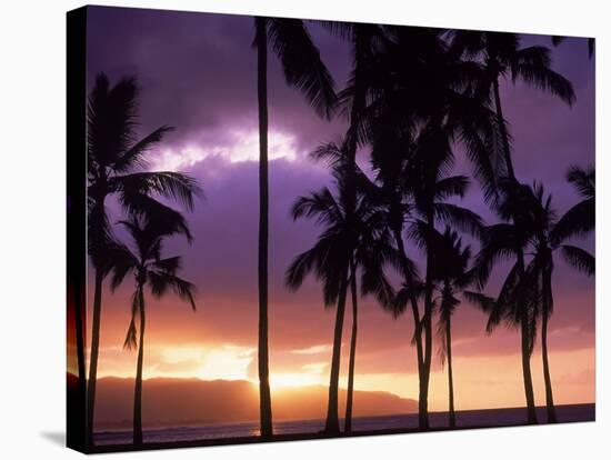 Silhouette of Palm Trees, Hawaii-Mitch Diamond-Stretched Canvas