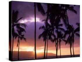 Silhouette of Palm Trees, Hawaii-Mitch Diamond-Stretched Canvas