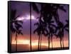 Silhouette of Palm Trees, Hawaii-Mitch Diamond-Framed Stretched Canvas