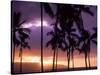 Silhouette of Palm Trees, Hawaii-Mitch Diamond-Stretched Canvas