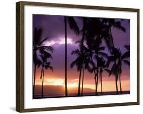 Silhouette of Palm Trees, Hawaii-Mitch Diamond-Framed Photographic Print