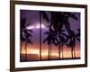 Silhouette of Palm Trees, Hawaii-Mitch Diamond-Framed Photographic Print