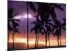 Silhouette of Palm Trees, Hawaii-Mitch Diamond-Mounted Photographic Print