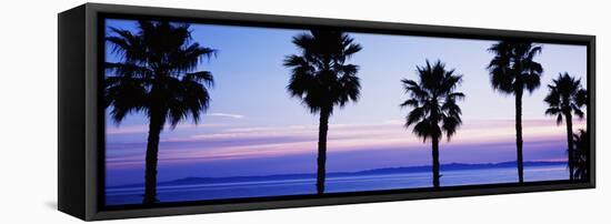 Silhouette of palm trees, Laguna Beach, Orange County, California, USA-null-Framed Stretched Canvas