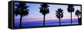 Silhouette of palm trees, Laguna Beach, Orange County, California, USA-null-Framed Stretched Canvas