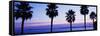 Silhouette of palm trees, Laguna Beach, Orange County, California, USA-null-Framed Stretched Canvas