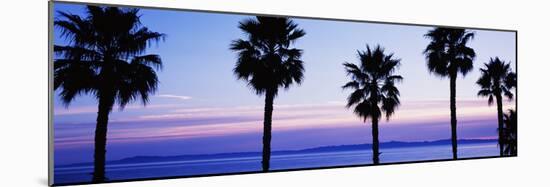 Silhouette of palm trees, Laguna Beach, Orange County, California, USA-null-Mounted Photographic Print