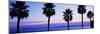 Silhouette of palm trees, Laguna Beach, Orange County, California, USA-null-Mounted Photographic Print