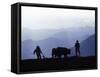 Silhouette of Ploughmen with Oxen, Colca Canyon, Peru-John Warburton-lee-Framed Stretched Canvas