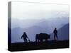 Silhouette of Ploughmen with Oxen, Colca Canyon, Peru-John Warburton-lee-Stretched Canvas