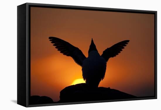Silhouette of Razorbill (Alca Torda) Against Sunset, Flapping Wings. June 2010-Peter Cairns-Framed Stretched Canvas